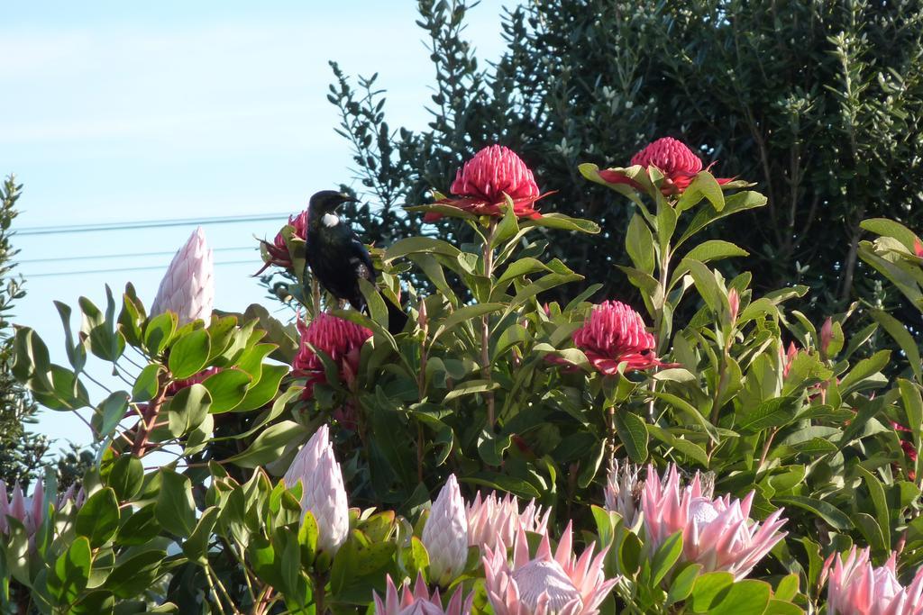 The Green House B&B Whitianga Esterno foto