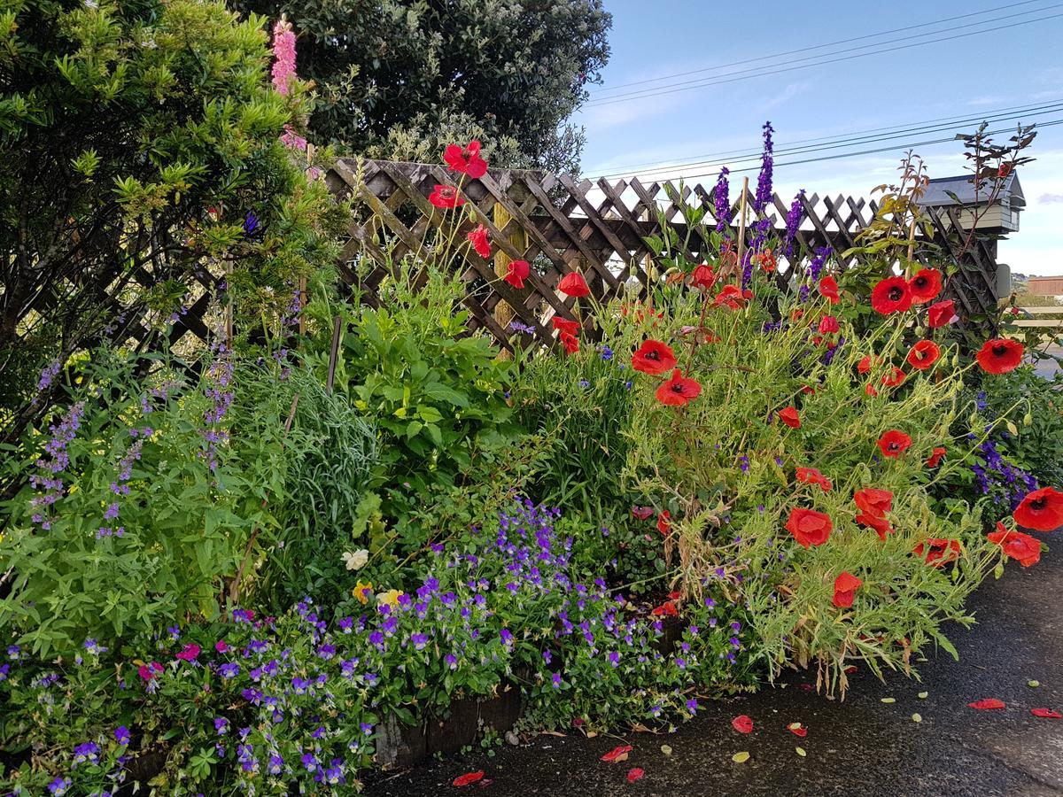 The Green House B&B Whitianga Esterno foto